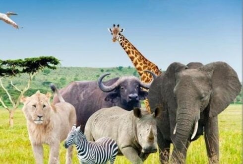 2-DAY / 1-NIGHT SANPARKS SAFARI