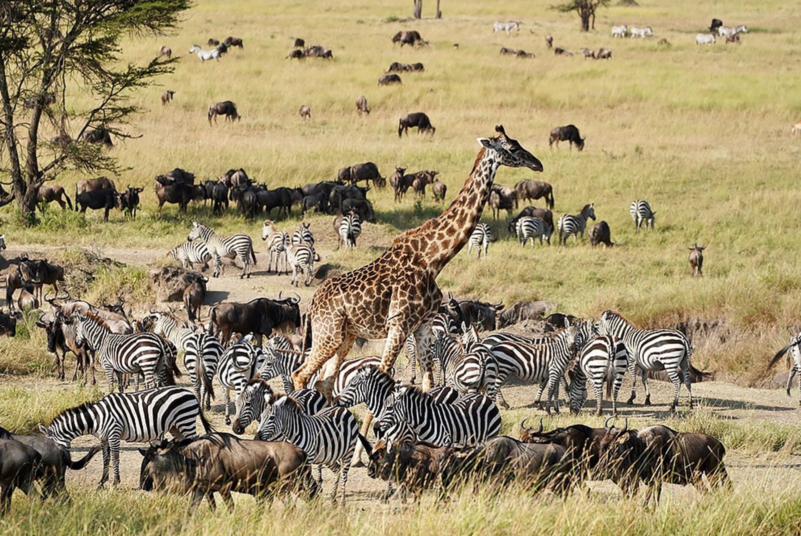 1-DAY SANPARKS SAFARI