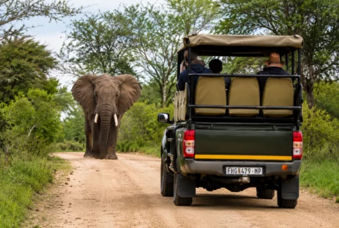 Group Safari Tour (6–15 People)